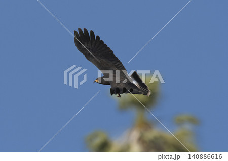 Snail Kite , Ibera Marsh National Park , Corrientes  province, Patagonia , Argentina. 140886616