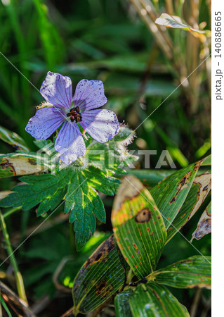 初夏のオロフレ山に可憐に咲く淡い紫色の高山植物チシマフウロの花 初夏のオロフレ山に可憐に咲く淡い紫色の高山植物チシマフウロの花 140886665