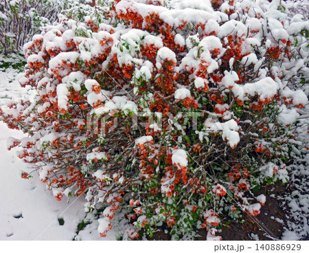Snow on flowering quince 140886929