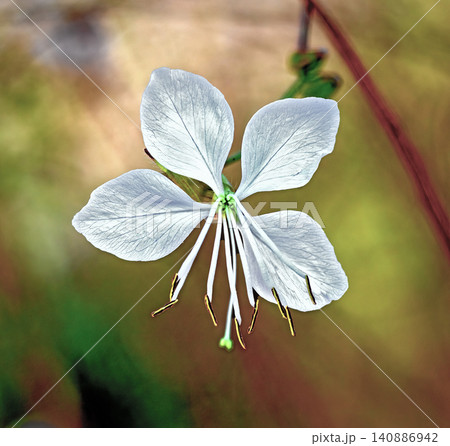 white blossom of a gaura 140886942