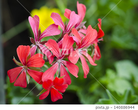 inflorescence of a red Pelargonium 140886944