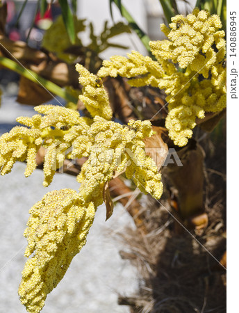 inflorescence of an Erythea palm inflorescence of an Erythea palm 140886945