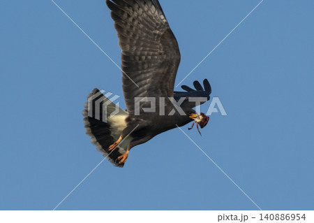 Snail Kite , Ibera Marsh National Park , Corrientes province, Patagonia , Argentina. Snail Kite , Ibera Marsh National Park , Corrientes province, Patagonia , Argentina. 140886954