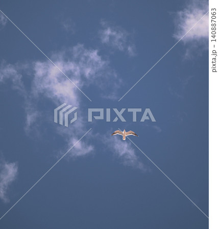 青空を飛ぶカモメ一羽 青空を飛ぶカモメ一羽 140887063