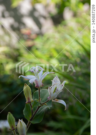満開の白いホトトギスの花 満開の白いホトトギスの花 140887209
