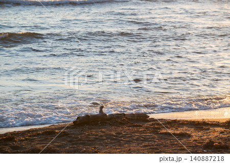 浜辺に打ち上げられた古木 140887218