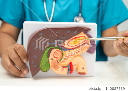Liver with gallbladder, pancreas spleen and duodenum, Asian doctor holding human anatomy model for study diagnosis and treatment in hospital. 140887289