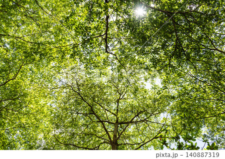 Low-angle view of Terminalia Mantaly trees with the blue sky in the park. Low-angle view of Terminalia Mantaly trees with the blue sky in the park. 140887319