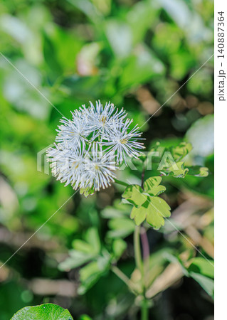 爽やかな光を浴びて新緑の緑の中に開花したカラマツソウの可憐な姿 爽やかな光を浴びて新緑の緑の中に開花したカラマツソウの可憐な姿 140887364