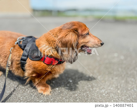 ハーネスを着けて散歩する犬 ハーネスを着けて散歩する犬 140887401