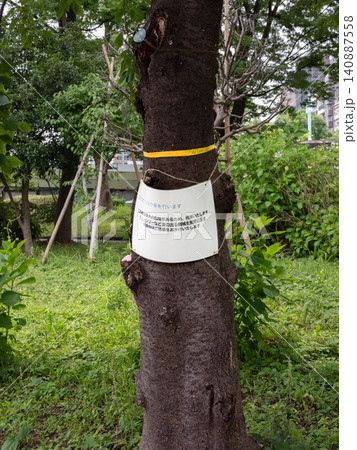 公園の樹木に掲示された倒木危険による伐採作業のお知らせ 公園の樹木に掲示された倒木危険による伐採作業のお知らせ 140887558