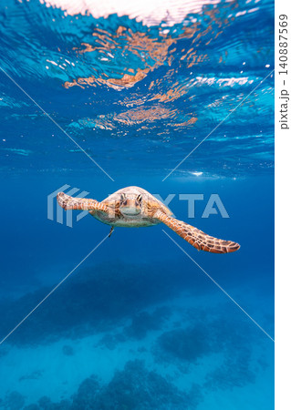 透き通る海を泳ぐウミガメ　水中の自然風景 140887569