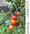 家庭菜園で育てるミニトマト　新鮮な夏野菜 140887572