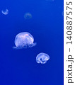 青い水槽を漂う白いクラゲ　神秘的な海の世界 140887575