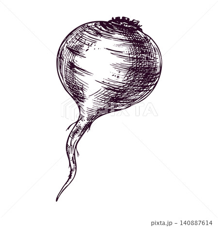 Beetroot drawn with pen and ink in engraving style. Hand drawn vegetable illustration for culinary design, recipe book, menu decoration and healthy food market concept art. Beetroot drawn with pen and ink in engraving style. Hand drawn vegetable illustration for culinary design, recipe book, menu decoration and healthy food market concept art. 140887614