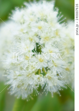 レモンマートルの花 レモンマートルの花 140887616