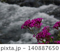 川と咲く花 140887650