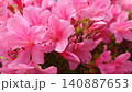つつじの花が密集して咲いている 140887653