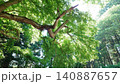 木漏れ日 140887657
