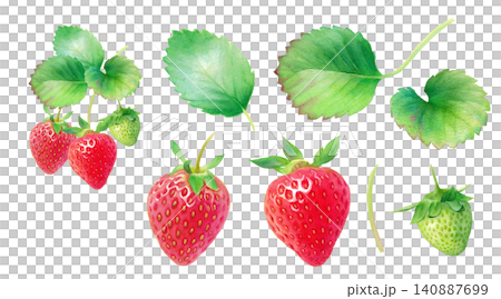 懸掛的草莓以及構成它們的最終水彩畫作品。成熟的和未成熟的果實。 懸掛的草莓以及構成它們的最終水彩畫作品。成熟的和未成熟的果實。 140887699