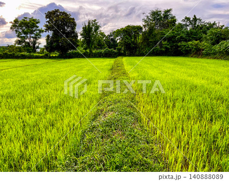 rice field in thailand, Scenic landscape of lush green rice paddy field during vegetative growth stage, illustrating tropical agriculture, cereal crop cultivation, agronomy science and rural farming rice field in thailand, Scenic landscape of lush green rice paddy field during vegetative growth stage, illustrating tropical agriculture, cereal crop cultivation, agronomy science and rural farming 140888089