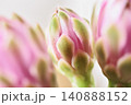Flowers of chin cactus detail 140888152