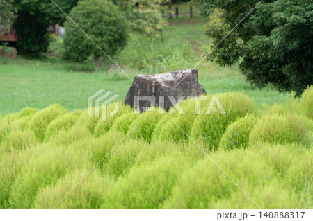 秋の気配を感じる緑色のコキアが広がる丘陵公園の風景 秋の気配を感じる緑色のコキアが広がる丘陵公園の風景 140888317