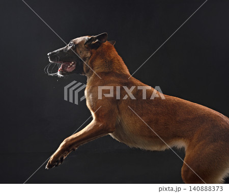 Belgian malinois dog barking Belgian malinois dog barking 140888373