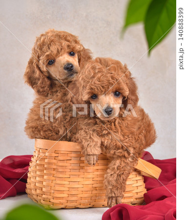 Two apricot poodle puppies sitting in a basket Two apricot poodle puppies sitting in a basket 140888399