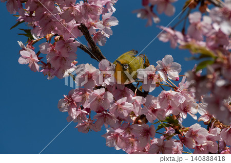 河津桜の花陰からのぞくメジロ 河津桜の花陰からのぞくメジロ 140888418