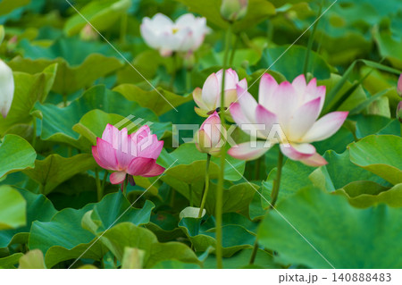 夏の公園で咲き誇る白とピンクのハスの花畑 夏の公園で咲き誇る白とピンクのハスの花畑 140888483