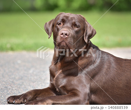 Chocolate labrador retriever dog lying Chocolate labrador retriever dog lying 140888539