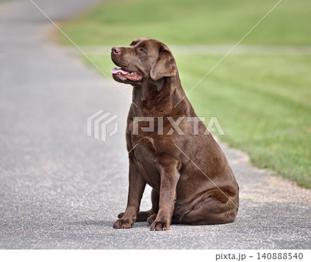 Chocolate Labrador retriever standing Chocolate Labrador retriever standing 140888540