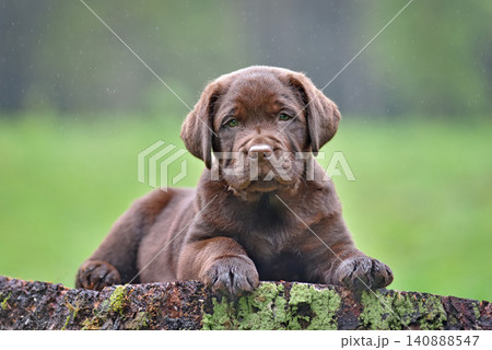 Chocolate labrador puppy lying Chocolate labrador puppy lying 140888547