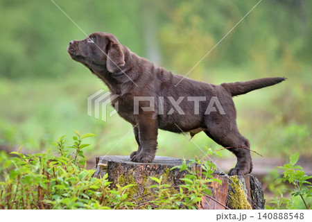 Chocolate labrador puppy standing in the forest Chocolate labrador puppy standing in the forest 140888548
