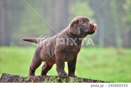Puppy standing on a log licking its nose Puppy standing on a log licking its nose 140888550