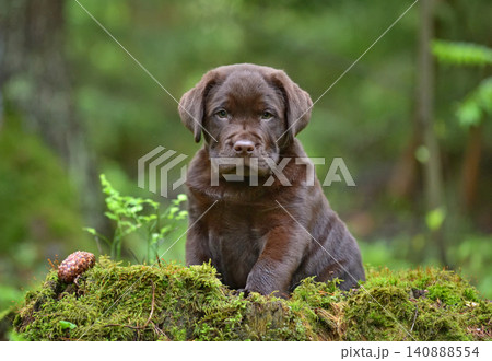 Cute labrador puppy in green forest 140888554