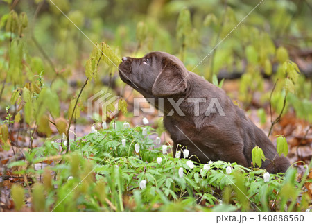 Beautiful  puppy sniffing a green leaf in a forest 140888560