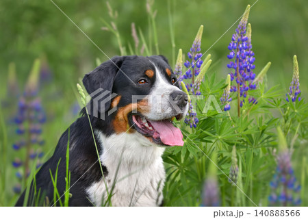 Beautiful Greater swiss mountain dog Beautiful Greater swiss mountain dog 140888566