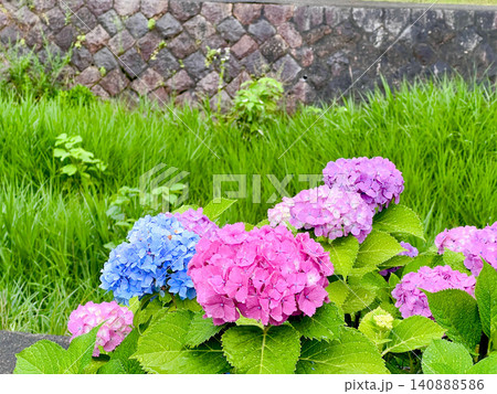 紫陽花 紫陽花 140888586