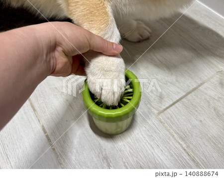 Close-up green paw washer cup for dog, Welsh Corgi cleaning paws after walk, pet hygiene and care concept at home Close-up green paw washer cup for dog, Welsh Corgi cleaning paws after walk, pet hygiene and care concept at home 140888674