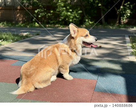Happy Welsh Corgi dog walking outdoors in sunny summer weather, pet lifestyle and friendship concept, bright natural light Happy Welsh Corgi dog walking outdoors in sunny summer weather, pet lifestyle and friendship concept, bright natural light 140888686