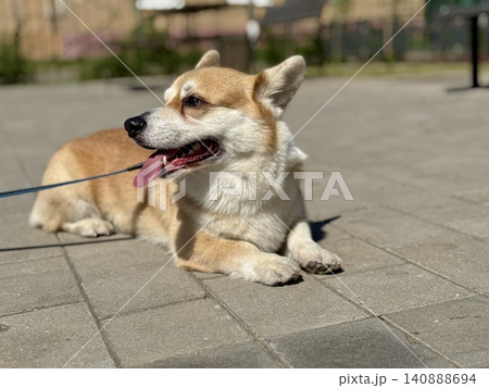 Happy Welsh Corgi dog walking outdoors in sunny summer weather, pet lifestyle and friendship concept, bright natural light 140888694