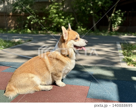 Happy Welsh Corgi dog walking outdoors in sunny summer weather, pet lifestyle and friendship concept, bright natural light Happy Welsh Corgi dog walking outdoors in sunny summer weather, pet lifestyle and friendship concept, bright natural light 140888695