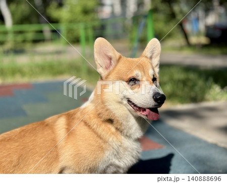 Happy Welsh Corgi dog walking outdoors in sunny summer weather, pet lifestyle and friendship concept, bright natural light Happy Welsh Corgi dog walking outdoors in sunny summer weather, pet lifestyle and friendship concept, bright natural light 140888696