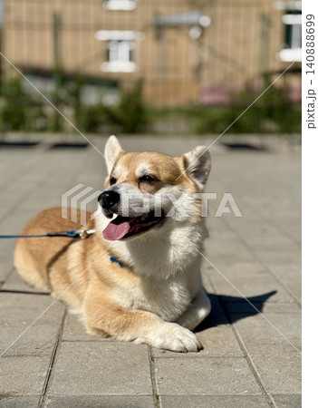 Happy Welsh Corgi dog walking outdoors in sunny summer weather, pet lifestyle and friendship concept, bright natural light Happy Welsh Corgi dog walking outdoors in sunny summer weather, pet lifestyle and friendship concept, bright natural light 140888699