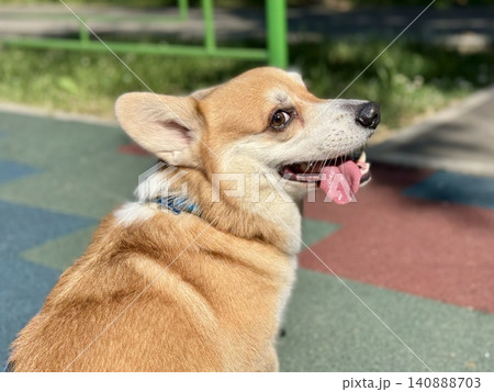 Happy Welsh Corgi dog walking outdoors in sunny summer weather, pet lifestyle and friendship concept, bright natural light Happy Welsh Corgi dog walking outdoors in sunny summer weather, pet lifestyle and friendship concept, bright natural light 140888703