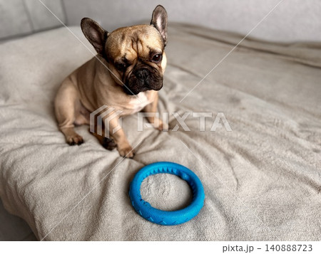 A cute, contented French bulldog of fawn color lies on a bed with a beige bedspread in a close-up home environment A cute, contented French bulldog of fawn color lies on a bed with a beige bedspread in a close-up home environment 140888723
