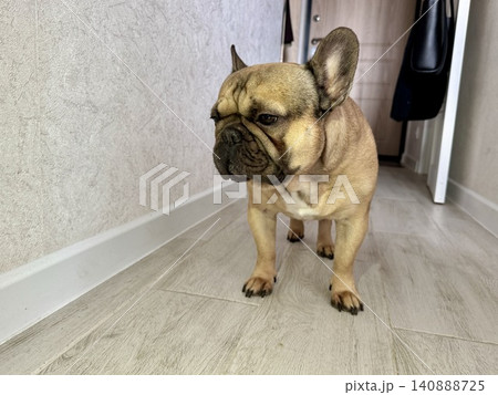 A fawn-colored French bulldog dog in a close-up home environment A fawn-colored French bulldog dog in a close-up home environment 140888725