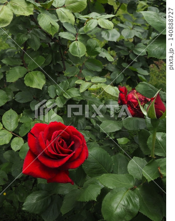 バラ園で5月上旬に開花した美しい赤い薔薇の大輪と瑞々しい蕾を捉えた単焦点撮影の縦位置素材 バラ園で5月上旬に開花した美しい赤い薔薇の大輪と瑞々しい蕾を捉えた単焦点撮影の縦位置素材 140888727